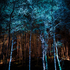 The Enchanted Forest