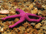 Henricia oculata