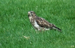 Common Buzzard