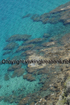 Cyprus Coral