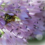 In Fear of the Hornet