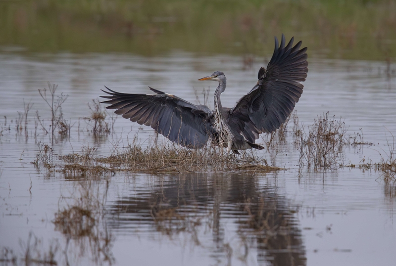 Grey Heron - Isle of Mull - Scotland