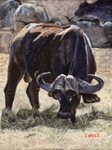 Cape Buffalo