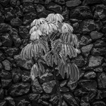 La Gomera-29