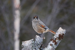 Siberian Jay