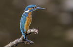 Male Kingfisher