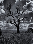 Black Tree.