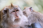 Crab-eating Macaque portrait, Ubud, Bali