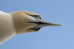 WILDLIFE portfolio
