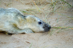 Atlantic Grey Seal