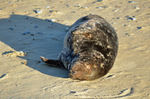 Atlantic Grey Seal