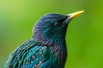 Starling Sturnus vulgaris-9987