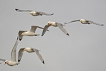 Kittiwakes