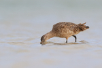 Marbled Godwit probing for food in lagoon, Fort De Soto Park, Florida