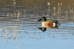 Northern Shoveler portfolio