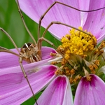 Harvestman (Metaphalangium cirtanum)