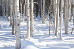 Beach Forest