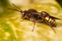 Nomada lathburiana