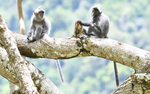 Silver leaf monkeys