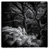Woodland 1