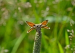 Small Skipper