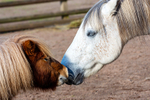 Highland Pony and Shetland Pony - DSC_0890