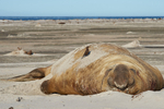 Bird on Elephant Seal
