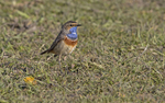 Male Bluethroat