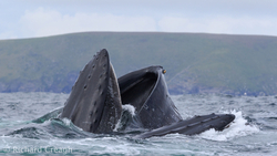 Double Humpbacks