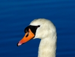 Mute Swan
