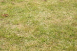 SBM_07021