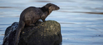 OTTER, ISLE OF MULL, SCOTLAND
