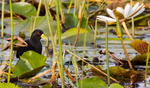Black Crake