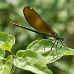 Beautiful demoiselle ( Calopteryx virgo) 