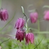 Fritillaria meleagris - Snake's head fritillary