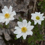 Mountain avens (Dryas octopetala)