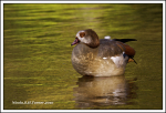Egyptian Goose