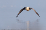 Waterfowl portfolio