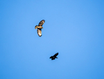 Common Buzzard and Carrion Crow