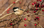 Coal tit