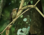 Red-throated Ant-Tanager portfolio
