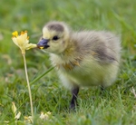 No.0097 She loves me, she loves me not