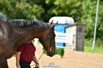 Wednesday Trot Up portfolio