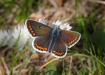 Brown Argus