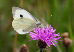 Large  White