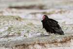 Turkey Vulture, Volunteer Point, Falklands