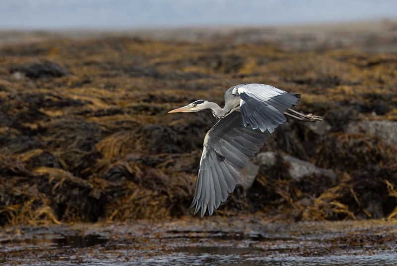 Grey Heron - Isle of Mull - Scotland