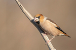 Hawfinch  1901-17541