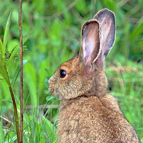 A snowshoe or varying hare.