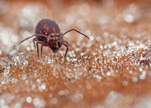 Dicyrtoma fusca on a frosty leaf. Warwickshire, December 2012.